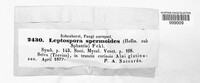 Ruzenia spermoides image